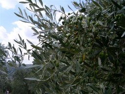Toscane 2005